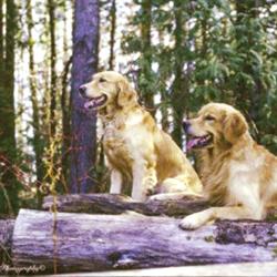 Golden Acres Dog Resort