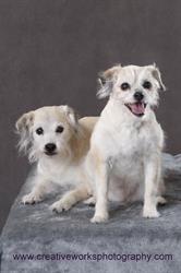 Coiffured Canines