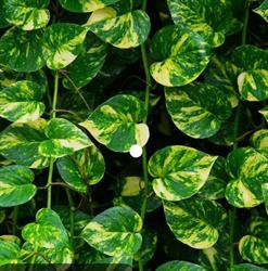 Pothos Café Breakfast & Lunch