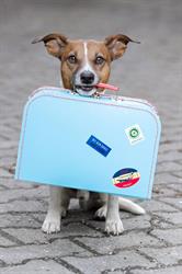 CasaCanine Kennel