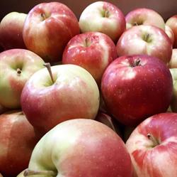 Meleg's Lakeview Orchard & Cider Mill