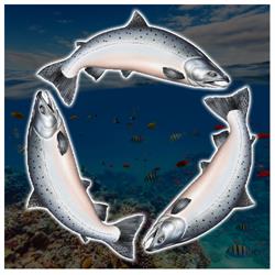 Poissonnerie les trois Pêcheurs