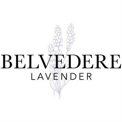 Belvedere Lavender