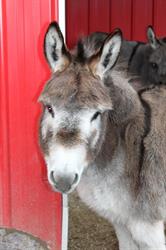 Turtle Valley Donkey Refuge