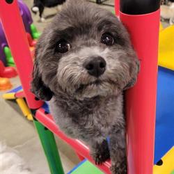 Paws at Play Dog Daycare