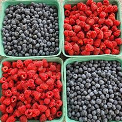 Berry Bounty Farms