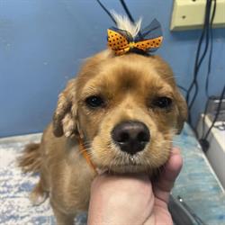 Jessy's Dogtown Grooming