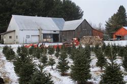 Sapins Drummond