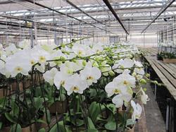Orchid Greens