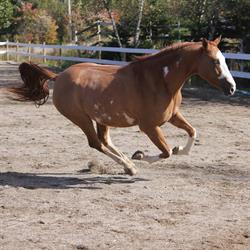 Oakley Stables