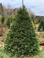 Copeman Tree Farms