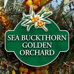 Sea Buckthorn Golden Orchard