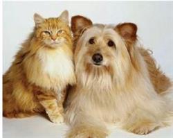 East Plains Animal Hospital