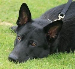 Natural Pet Foods