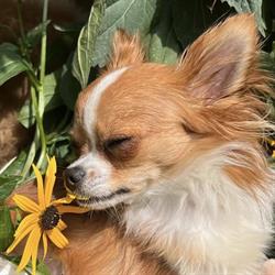Sears Animal Hospital & Pet Rehabilitation