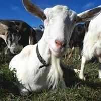 Rivers Edge Goat Dairy