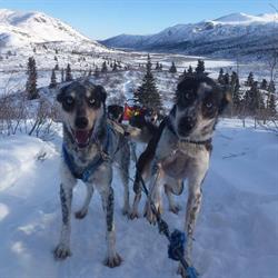 Into the Wild Adventures