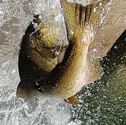 Puntledge River Hatchery