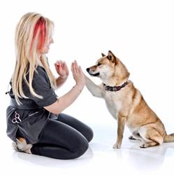 Pampered Pets of Westmount