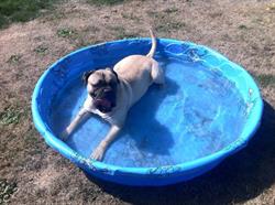 Sooke Harbour Pet Resort
