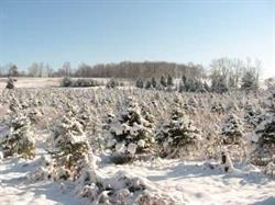 Barrett's Christmas Tree Farm