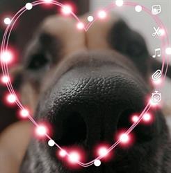 Skooby-Doo Dog Grooming