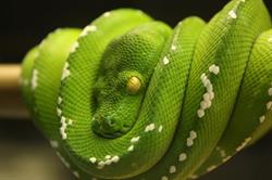 Reptile Concept