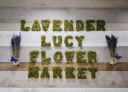 Lavender Lucy Flowers