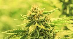 Mother Nature's Finest