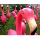 Flamingomania