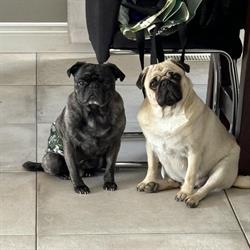 Salon de Toilettage aux Petits Soins Canins