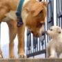 With our bulk dog food in Barrie, ON, we offer a discount when you order more than 100 pounds at a time. With our bulk dog food in Barrie, ON, we offer a discount when you order more than 100 pounds at a time.
