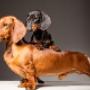 Pet owners in Barrie, ON who feed their dog raw pet food notice their animals have a shinier coat, healthier teeth, and more energy. Pet owners in Barrie, ON who feed their dog raw pet food notice their animals have a shinier coat, healthier teeth, and more energy.