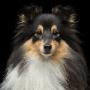 We think you’ll be surprised at how affordable it is for your pet to switch to a raw diet of frozen dog food in Barrie, ON. We think you’ll be surprised at how affordable it is for your pet to switch to a raw diet of frozen dog food in Barrie, ON.