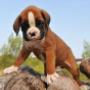 We offer a wide variety of raw pet food options in Barrie, ON, many of which are ideal for all ages and make a great puppy food. We offer a wide variety of raw pet food options in Barrie, ON, many of which are ideal for all ages and make a great puppy food.