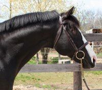 Pennylane Farms