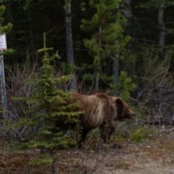 Rundle Mountain RV Park