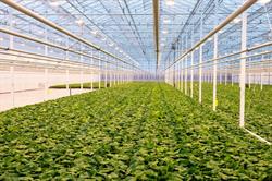 Roelands Plant Farms Inc