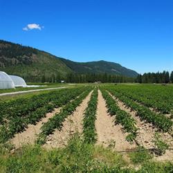 Mara Valley Produce