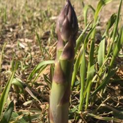 Barrie's Asparagus