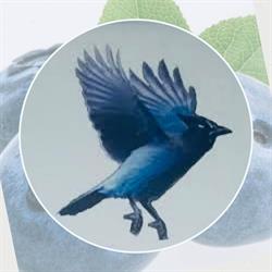 Steller Blueberries