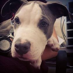 Vancouver East Veterinary Walk-In Clinic
