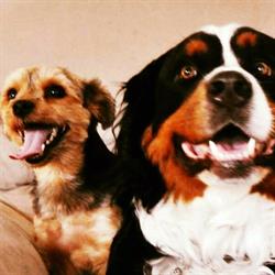 Bruce Street Animal Hospital