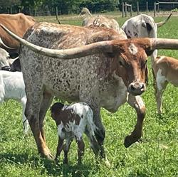Bridged Creek Farm