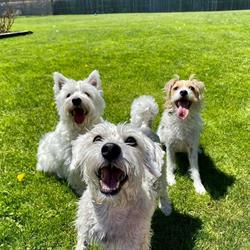 Rover's Ranch Dog Daycare and Boarding