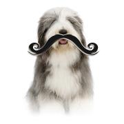 Les Moustachus Salon de Toilettage