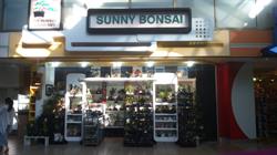 Sunny Bonsai