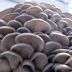 Gruger Family Fungi