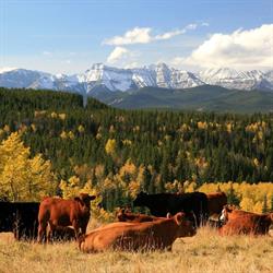 Blue Rock Animal Nutrition