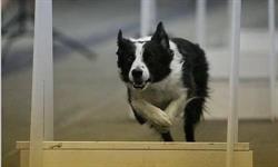 Jarvis Flyball Box